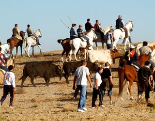 Encierro celebrado en Medina el año pasado. 