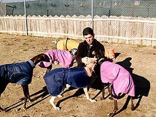 Un trabajador de Scooby con algunos de los galgos que están en el refugio de Medina. Iván Lozano