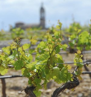 Viñedos de la DO Rueda en Medina del Campo. :: FRAN JIMÉNEZ