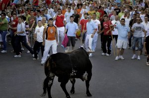 MEDINA DEL CAMPO El disparo del cohete anuncia entre el bullicio del gentío la salida del Toro de la Feria. Los miembros de la Asociación Taurina San Antolín levantan la puerta del cajón y un serio ejemplar de la ganadería de El Palomar asoma su cuerpo. Cientos de mozos ávidos por coger cuerno otean su tranco para cortarlo, quebrarlo o, simplemente, andarlo por la cara. El morlaco sortea a los mozos y consigue alcanzar el Coso del Arrabal entre los aplausos de los aficionados. Es el culmen del rito. :: FRAN JIMÉNEZ