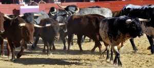 Desenjaule de los toros a los que se tendrán que enfrentar los cortadores, hoy, en el concurso de cortes de Medina del Campo. :: F. JIMÉNEZ