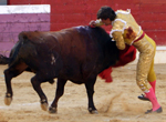 Gallo, en Medina del Campo