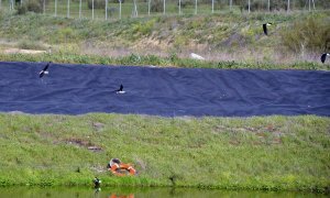 Aves en las lagunas de la Estación Depuradora de Aguas Residuales en Medina del Campo. :: FRAN JIMÉNEZ