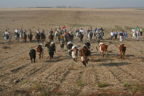 Nuestros encierros a través del campo