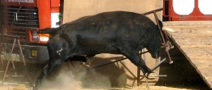 Uno de los toros de la ganadería Corbacho Grande parte la rampa de salida del camión, durante el desenjaule de ayer. :: FRAN JIMÉNEZ 