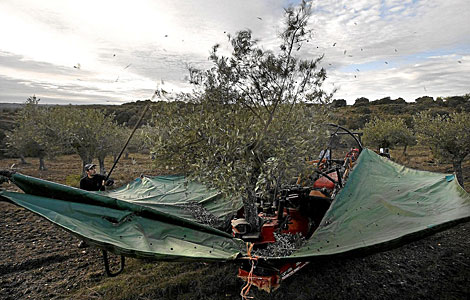 Tractor adaptado con un brazo para agitar los árboles y un paraguas que recoge el fruto.