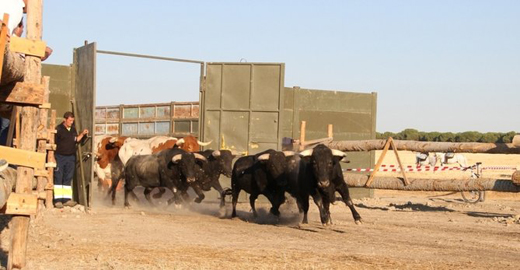 Un caballista sufre una caída en el primer encierro de Medina del Campo, que ha transcurrido con normalidad