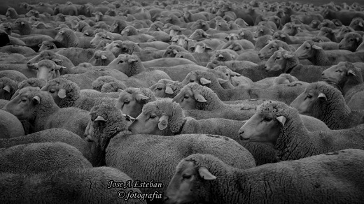 Medina del Campo trashumante. Fotografía cedida por José Antonio Esteban