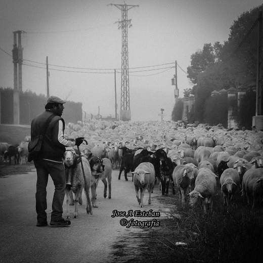 Medina del Campo trashumante. Fotografía cedida por José Antonio Esteban