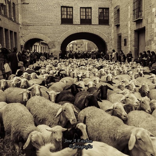 Medina del Campo trashumante. Fotografía cedida por José Antonio Esteban