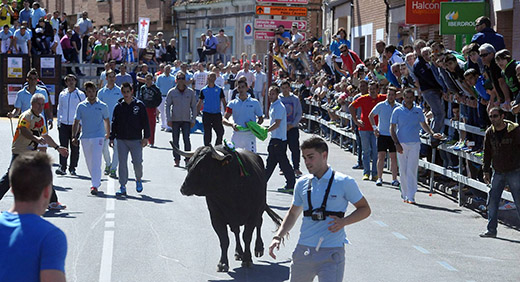 FOTOGALERÍAS | VALLADOLID. Encierro en medina del Campo. Ocho mil personas disfrutan del encierro de Medina del Campo / Fran Jimenez