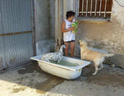 Una de las cuidadoras atiende a los perros. / EL NORTE