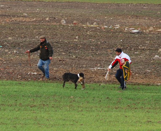 Momento de la caza de la liebre con galgo.