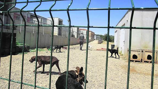 Instalaciones de la protectora de animales de Palencia. / Antonio Quintero