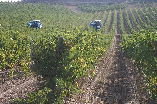 Vinos de Rueda Viñedos de la Denominación de Origen Rueda. (dorueda.com)