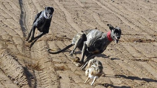 Una de las carreras del último Campeonato Nacional de Galgos en Madrigal. / Fran Jiménez