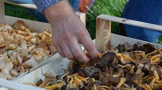 Setas para cocinar en un restaurante. / EL NORTE