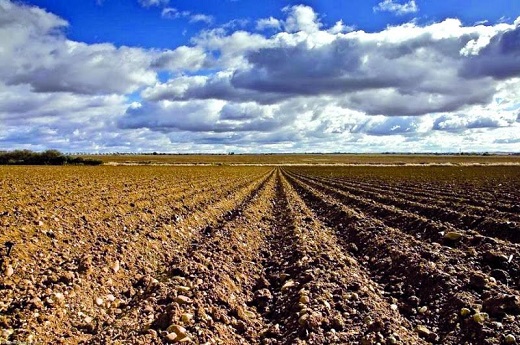 Los suelos cascajosos son típicos del paisaje originario del Rueda (Ruta del Vino de Rueda).