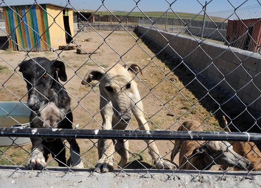 Dos de los galgos que tienen recogidos en la protectora.