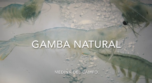 Gamba Natural, Medina del Campo