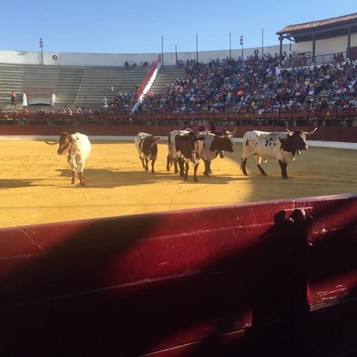 Dos mil quinientas personas concurrieron al desenjaule de las reses de los encierros.