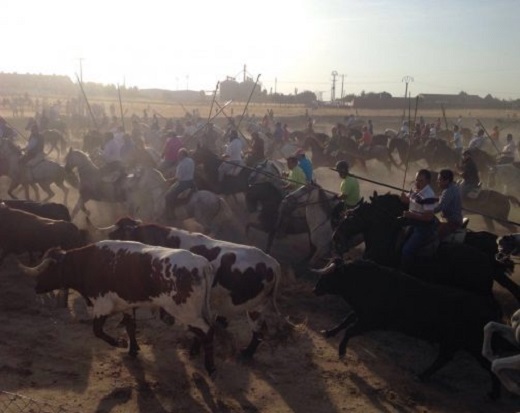 Encierro rapido y complicado el de la ganadería de “Aldeanueva” pero cinco novillos logran llegar a la plaza de toros.