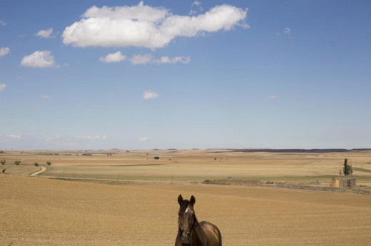 Estampa de campo en Villalón de Campos, con un caballo en primer plano. ANTONIO HEREDIA