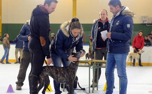 El jurado durante el proceso de revisión de uno de los galgos. / FRAN JIMÉNEZ