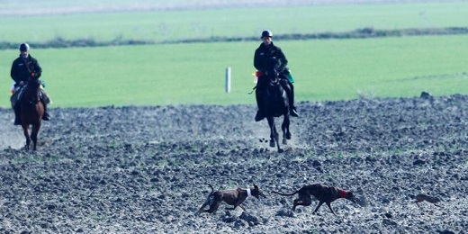 Medina acoge las finales de las fases previas del LXXX Campeonato de España de Galgos en campo.