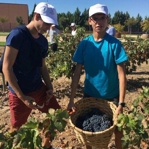 Alumnos participando en la vendimia / Bodega Emilio Moro