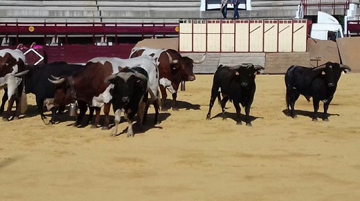 Medina del Campo: El Coso del Arrabal acoge un año más el Tradicional Desenjaule. Foto de Fermín Rodríguez