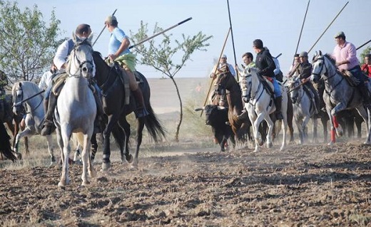 Encierro por el campo en Medina. / F. J.