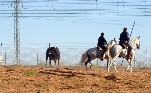 El toro que se ha salido del recorrido. / FRAN JIMÉNEZ