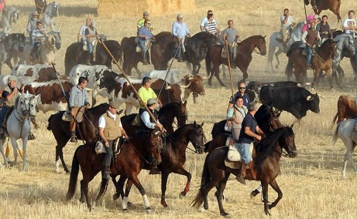 Los encierros de Medina recuperan su antiguo recorrido por el campo.