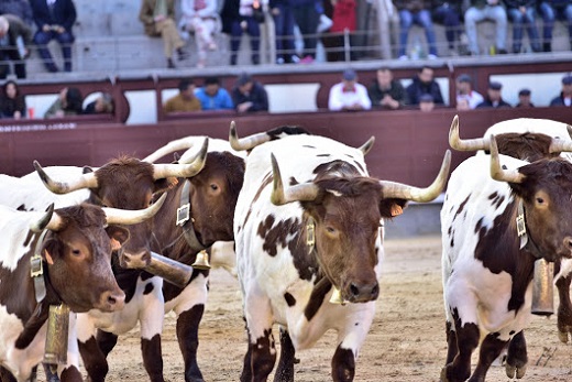 Caballistas, corredores y espectadores disfrutarán de los cabestros en el pórtico de San Antolín.