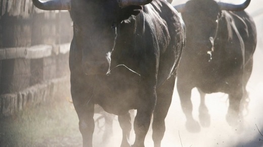 Bombazo y tremendo revuelo: Un Miura “Toro de la Feria” en Medina del Campo (Valladolid)