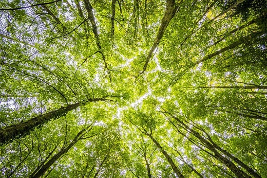 La Concejalía de Medio Ambiente del Ayuntamiento de Medina del Campo llevará a cabo un Plan Especial de Reforestación