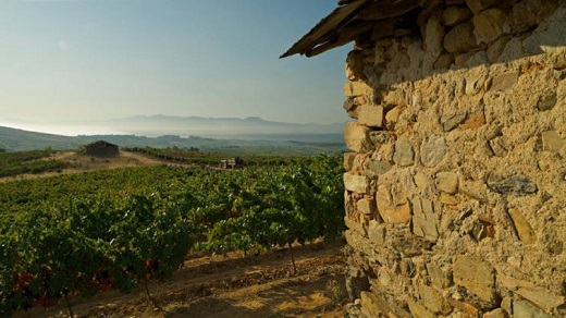 Las siete Rutas del Vino de Castilla y León