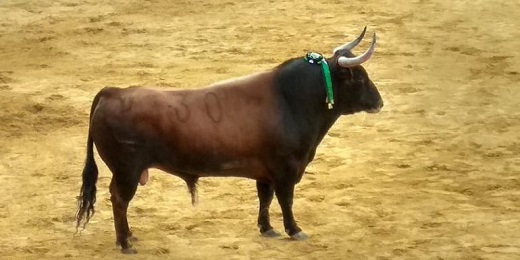 Toro de Feria