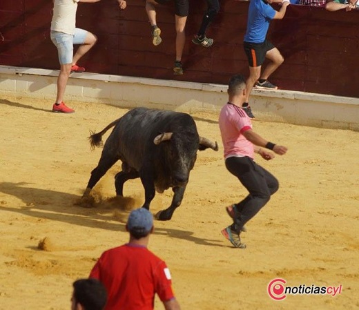 Toro de Feria de Medina del Campo. 