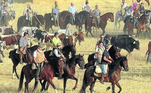 Los caballistas conducen las reses por el campo en uno de los encierros de Medina. / F. J.
