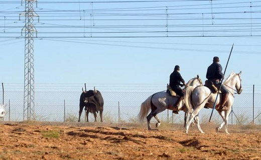 Medina del Campo aprueba la normativa de los encierros. Encierro por el campo en Medina. / F. J.