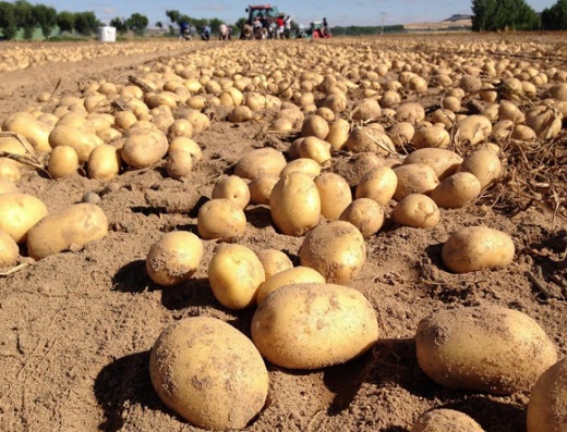 Patatas Meléndez es considerada por la Bolsa de Londres entre las empresas con más crecimiento de Europa/PATATAS MELÉNDEZ.