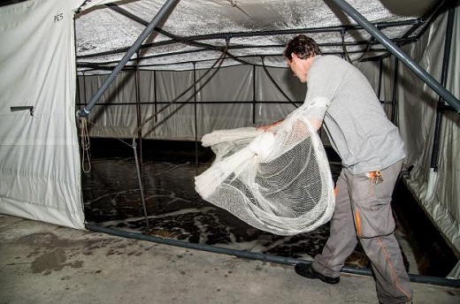 La piscifactoría cuenta con 24 piscinas para la cría del langostino. / SUR