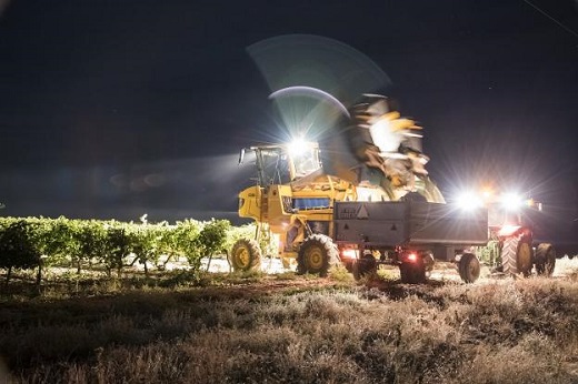 La vendimia nocturna de la bodega Cuatro Rayas. :: r.c. 