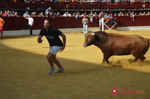 ncierros Medina del Campo 2016-Falcon