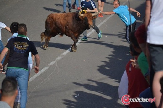 Toro de la Feria, encierro de Medina del Campo