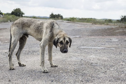 La protectora Scooby al límite de su capacidad con 95 animales adultos y más de 20 cachorros