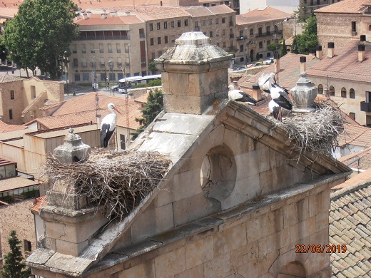 Excursión a Salamanca en día 22 de junio de 2019 - REGRESAMOS