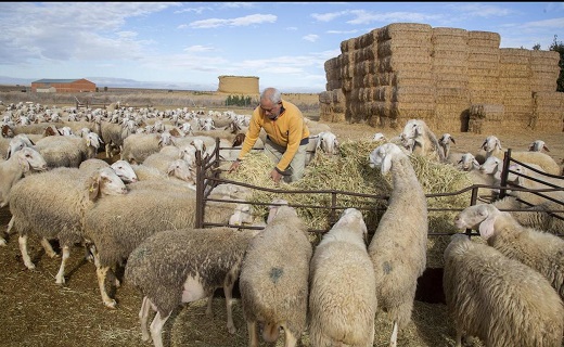 Santiago del Rey, pastor de Herrín de Campos, da de comer a una parte de las ovejas que tiene en su explotación ganadera. / Santiago del Rey, pastor de Herrín de Campos, da de comer a una parte de las ovejas que tiene en su explotación ganadera. /